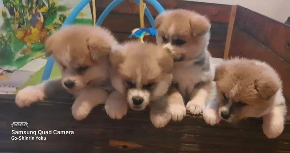 akita-inu-steniatka-s-pp