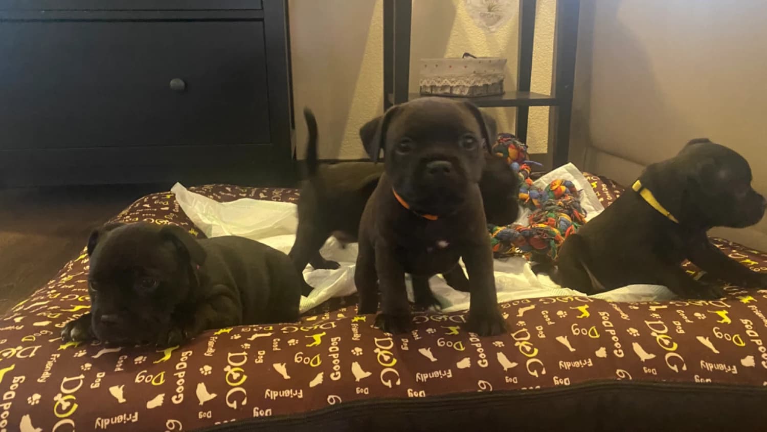 predam-staffordsirskeho-bull-terriera