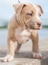 american-bully
