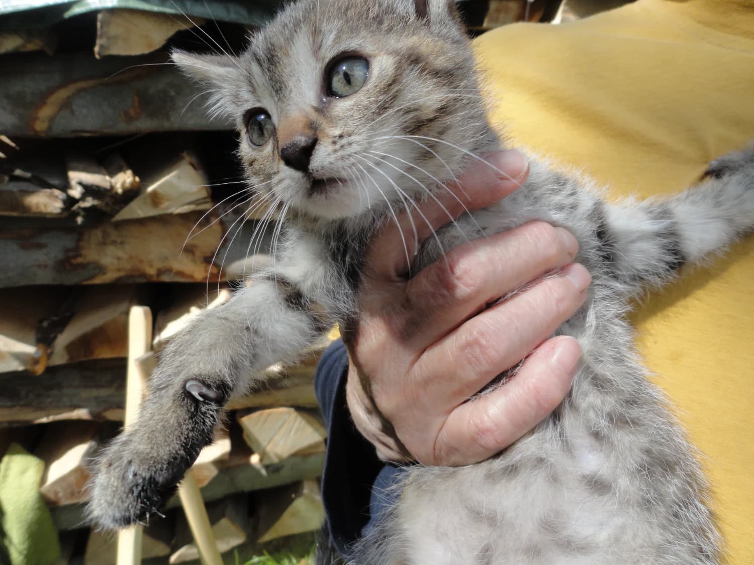 maciatka
