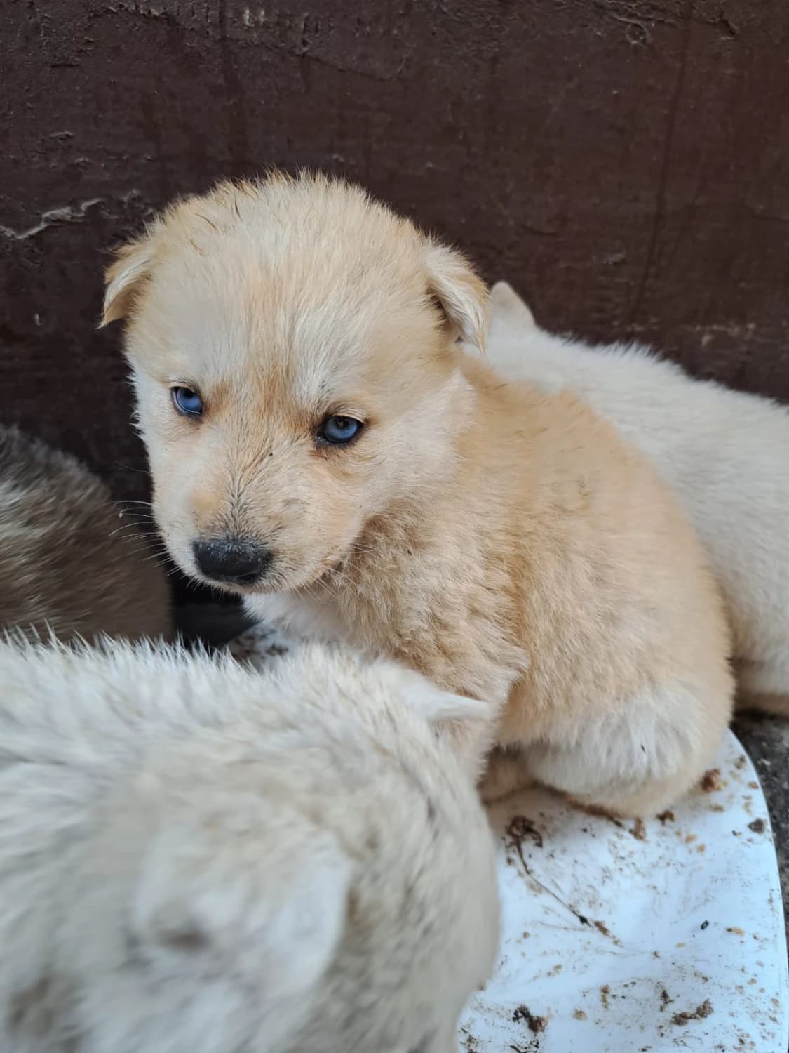 predam-husky