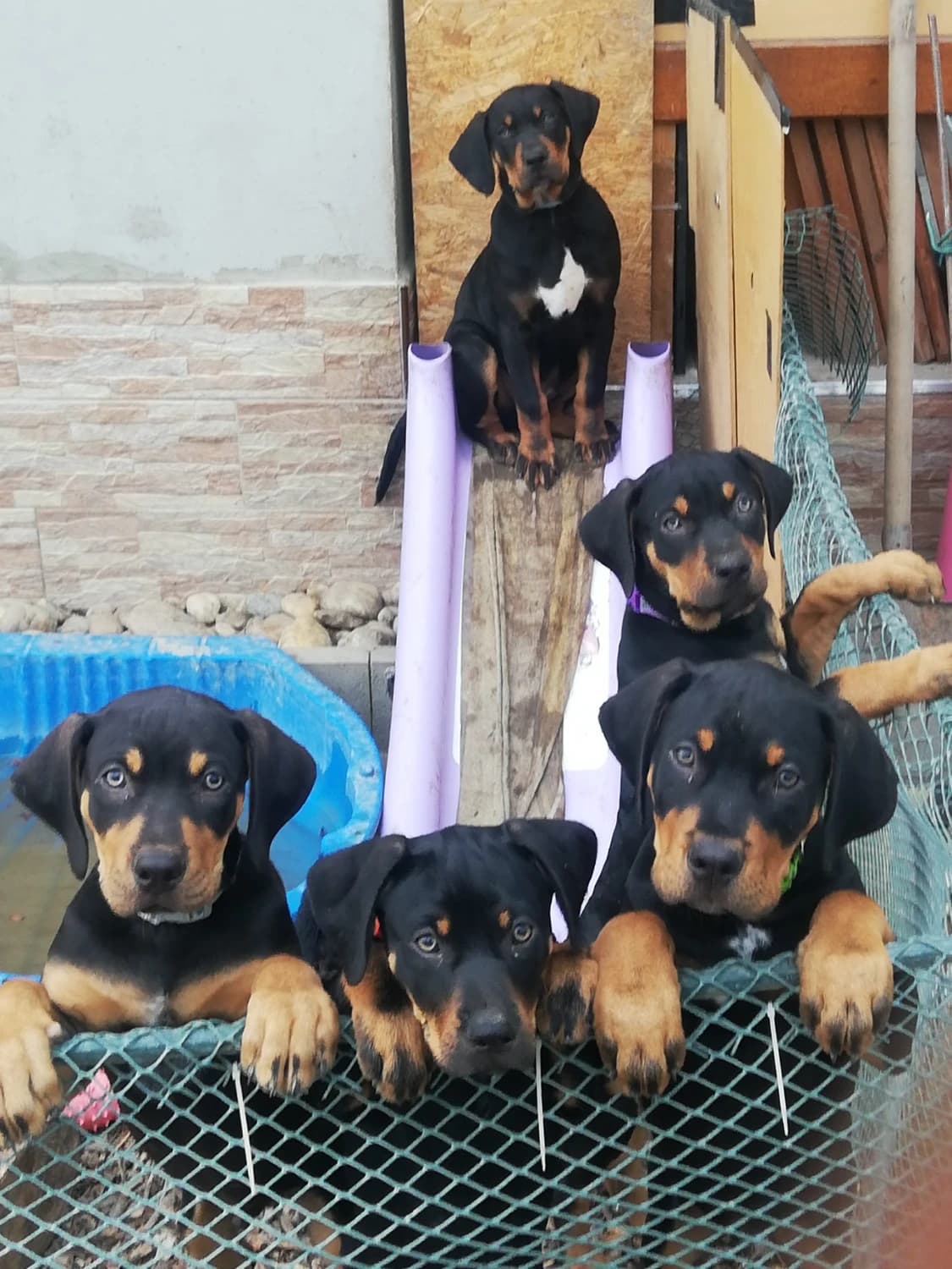 louisiansky-leopardi-pes