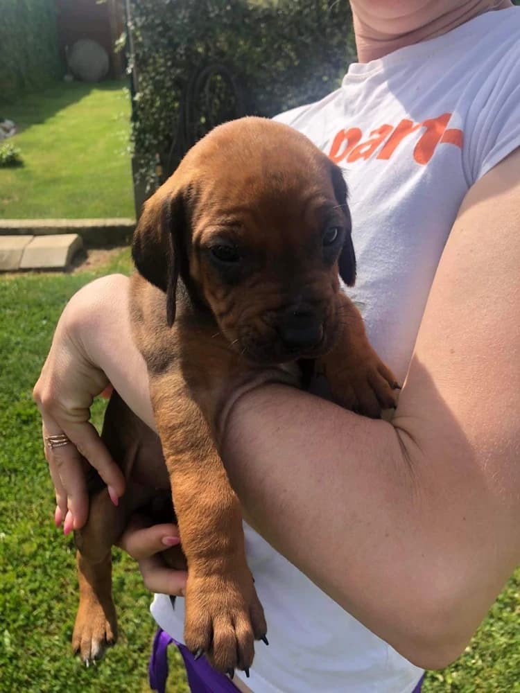 rodezsky-ridgback-rhodesian