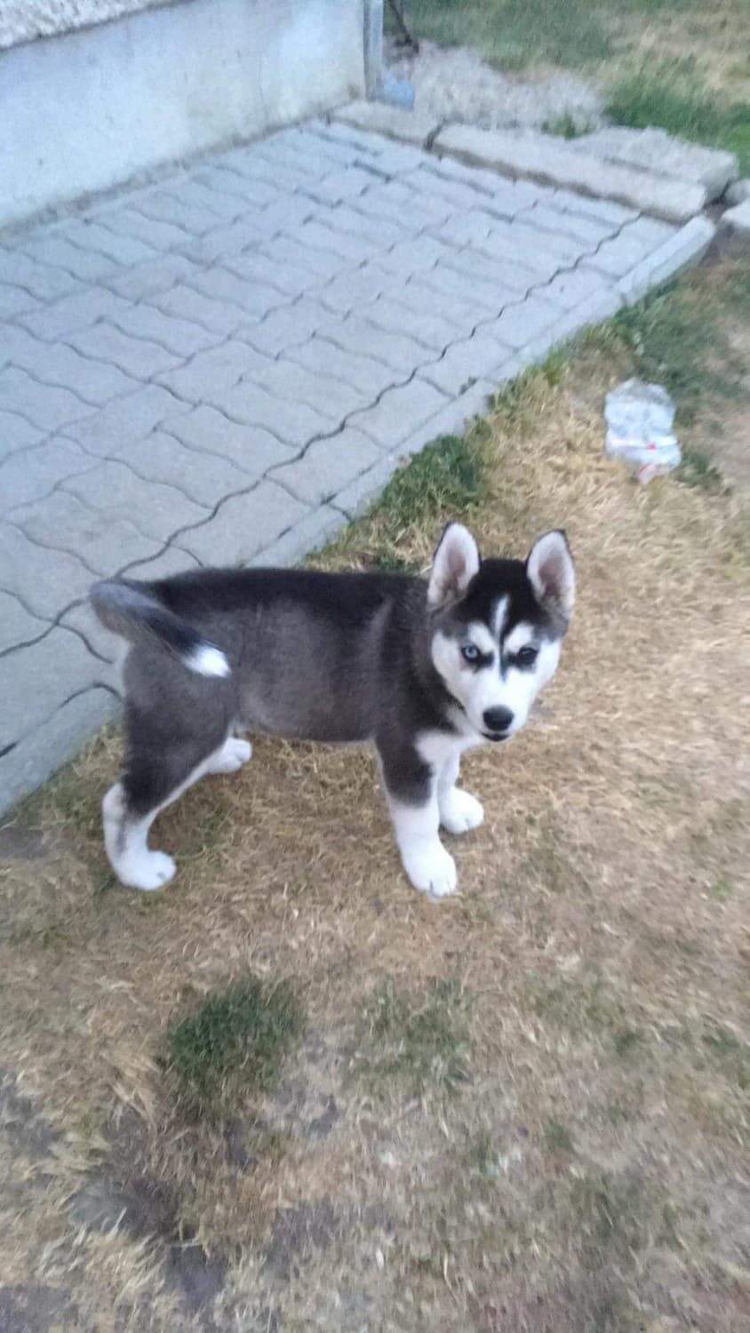 steniatka-sibirskeho-huskyho