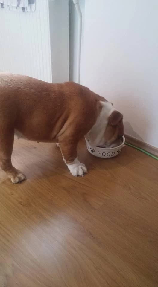 anglicky-buldog