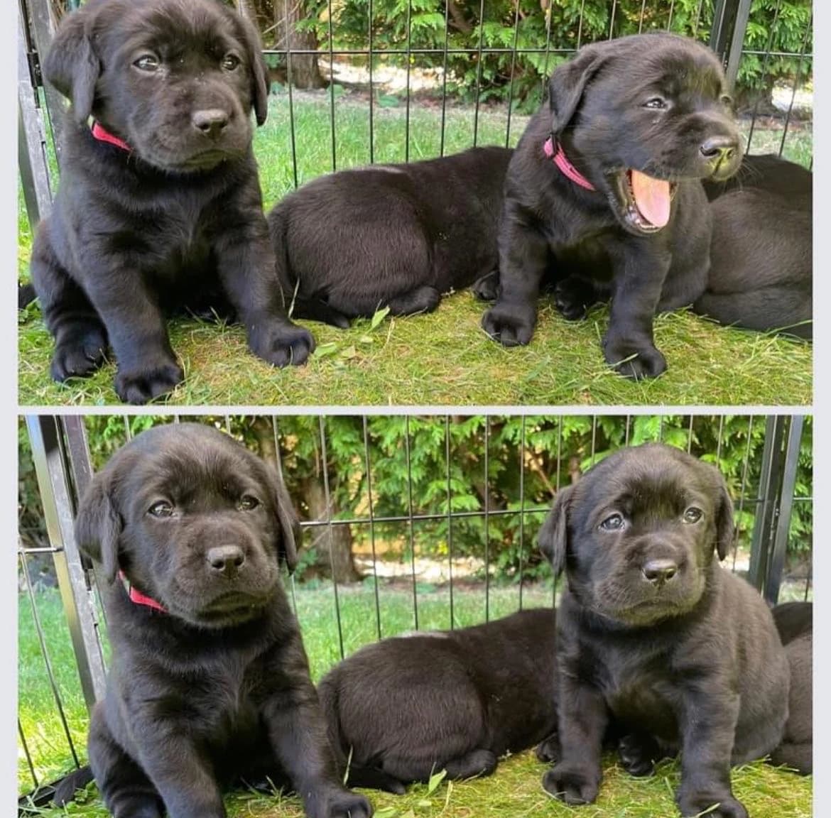 Štěně černého labradora s průkazem původu po pracovních rodičích - 1