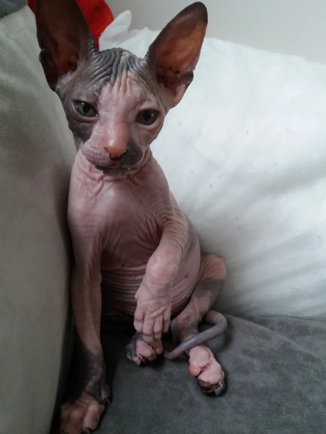 sphynx