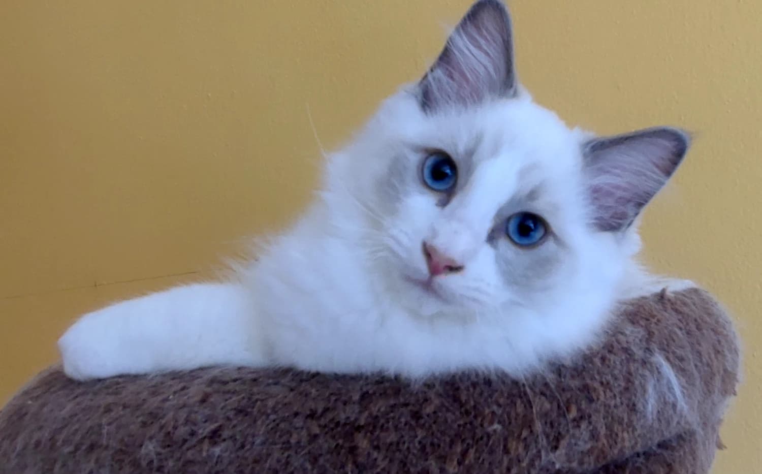 ragdoll