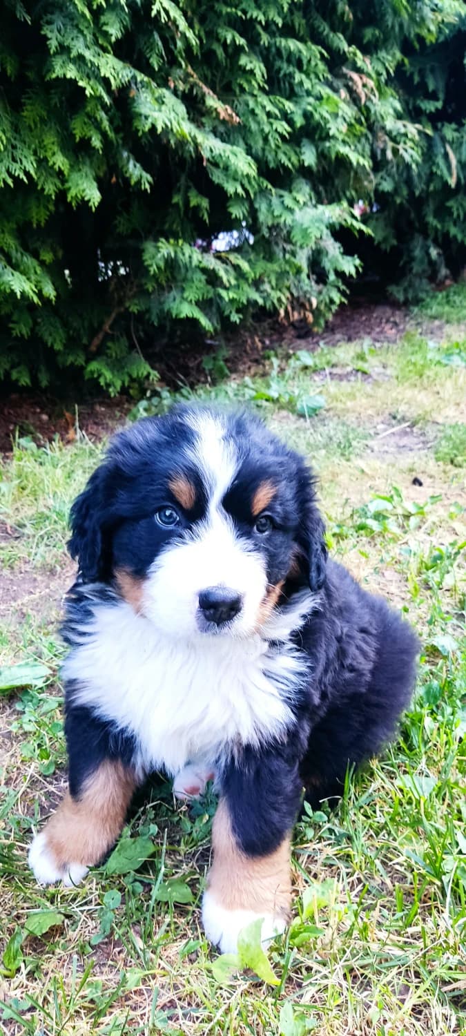 steniatka-bernskeho-salasnickeho-psa