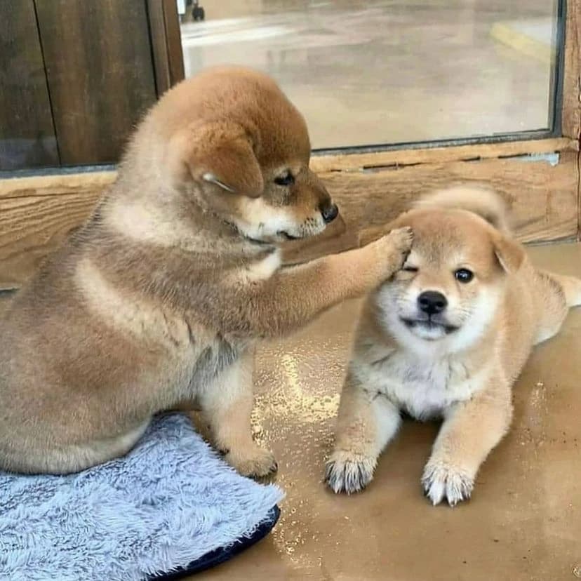 shiba-inu-na-predaj