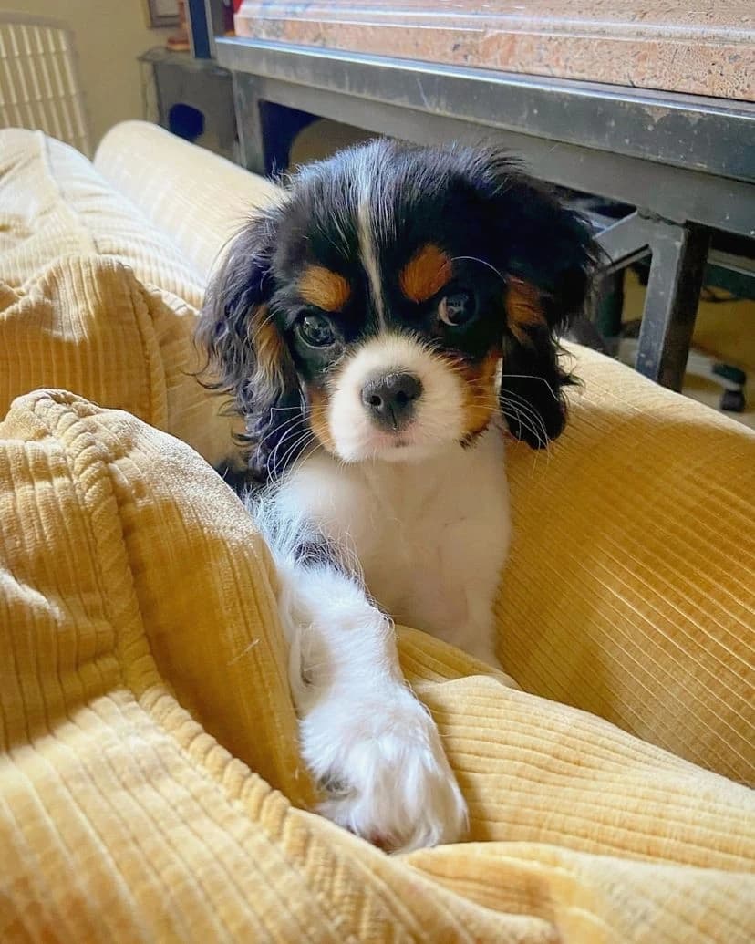 kavalier-king-charles-spaniel-na-predaj-s-pp