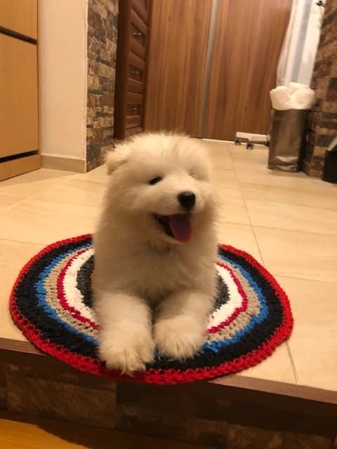 cistokrvny-samojed-bez-pp