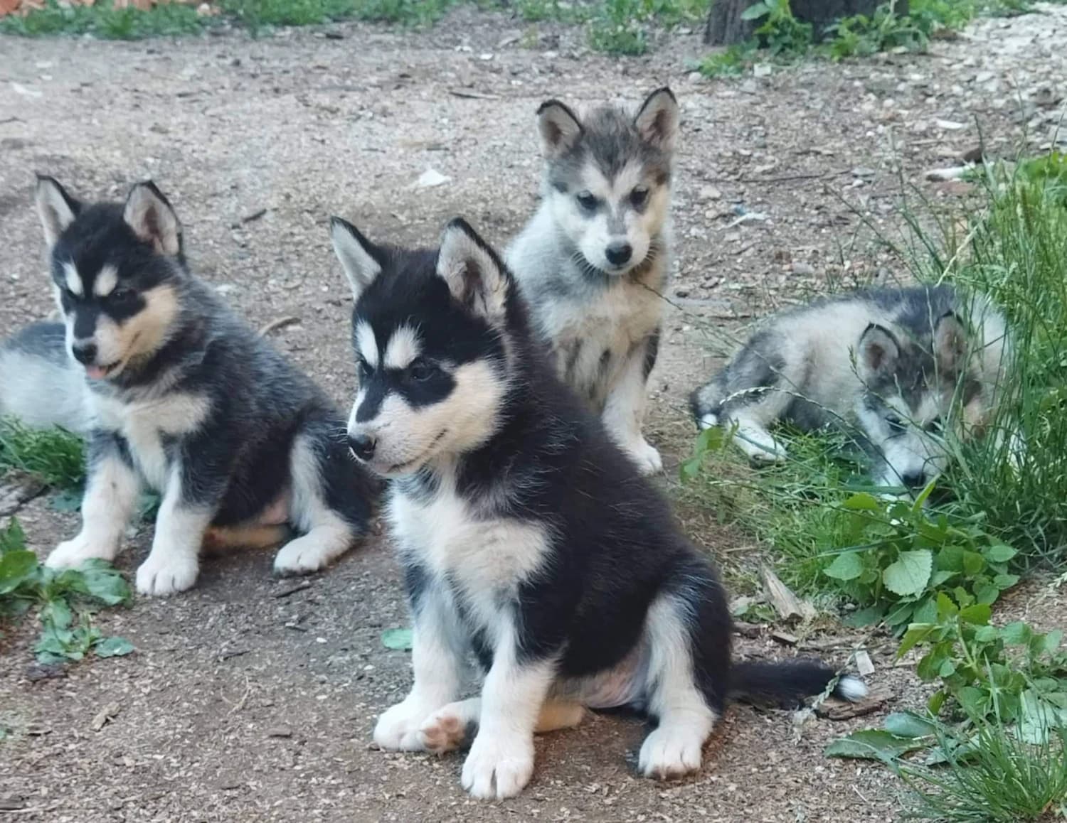 ponukam-na-predaj-cistokrvne-steniatka-aliasky-malamut