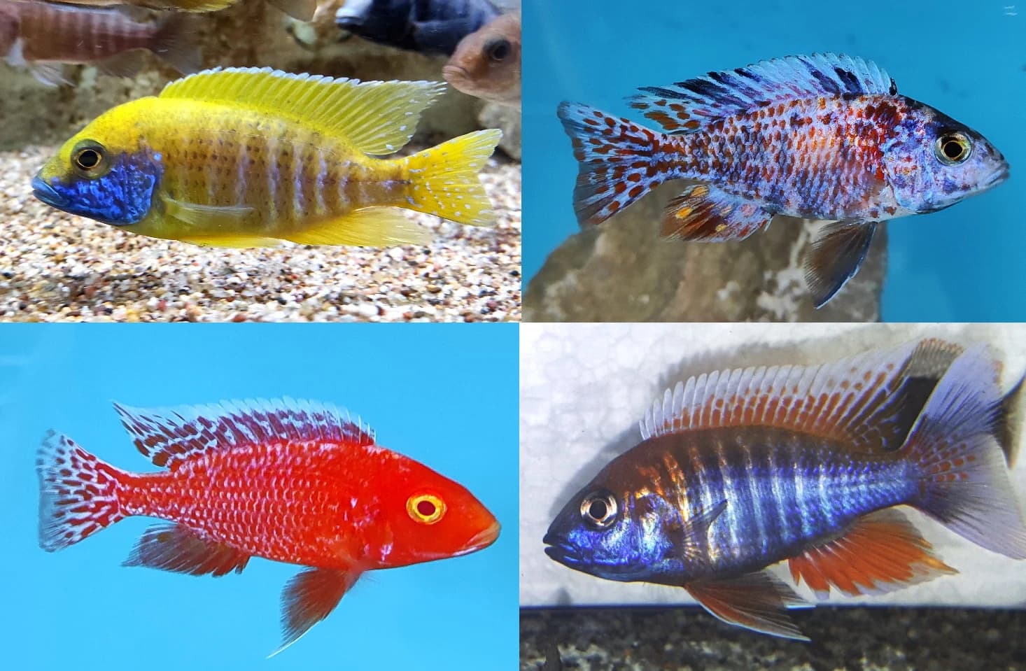 africke-cichlidy-malawi-vypredaj