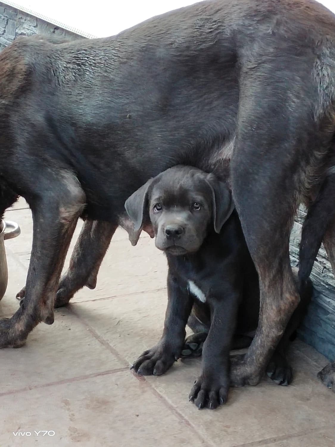 cane-corso