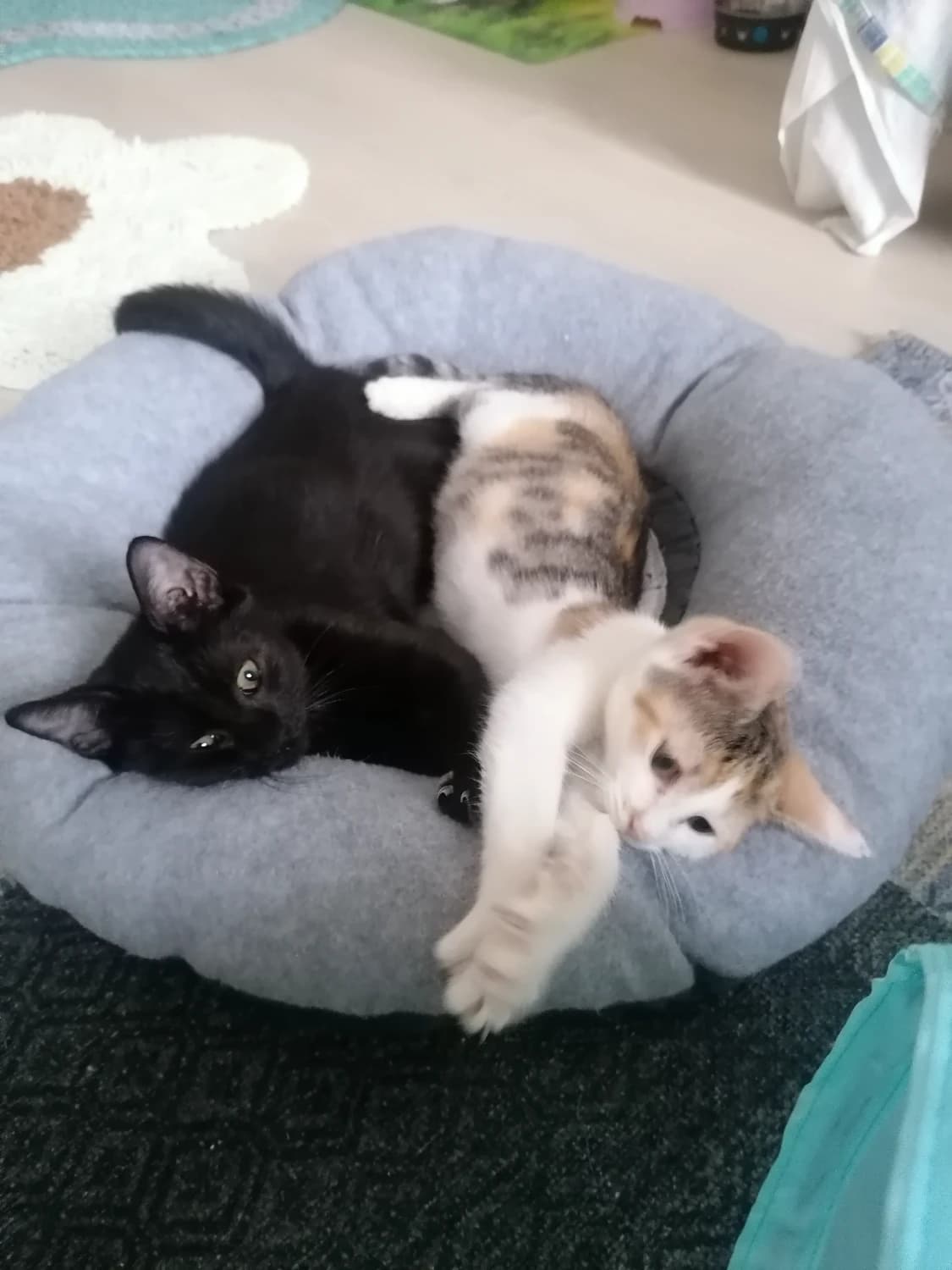 Liza a Lily hľadajú domov - 1