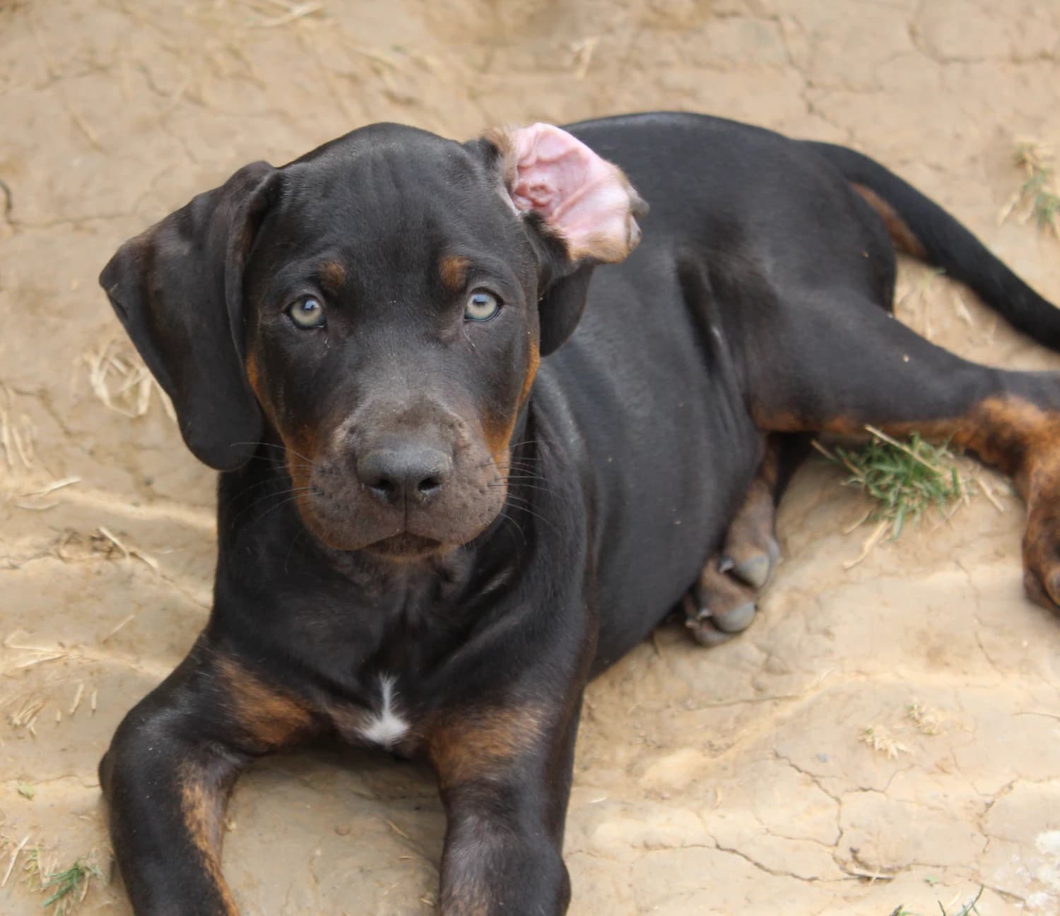 louisiansky-leopardi-pes-catahoula-s-pp