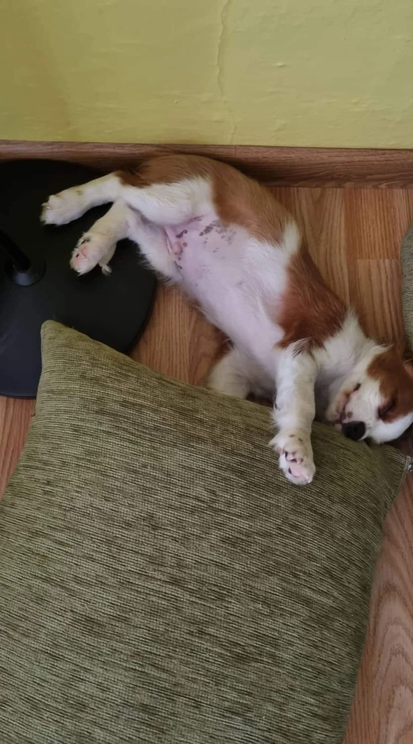 cavalier-king-charles-spaniel