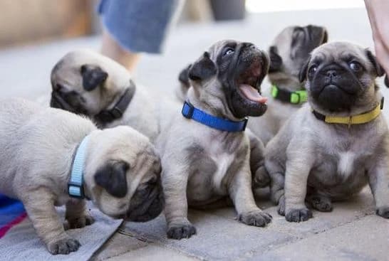 mops-s-pp