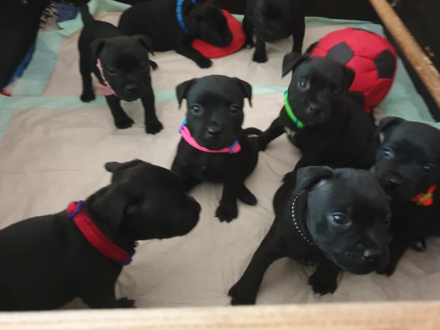 staffordshire-bull-terrier