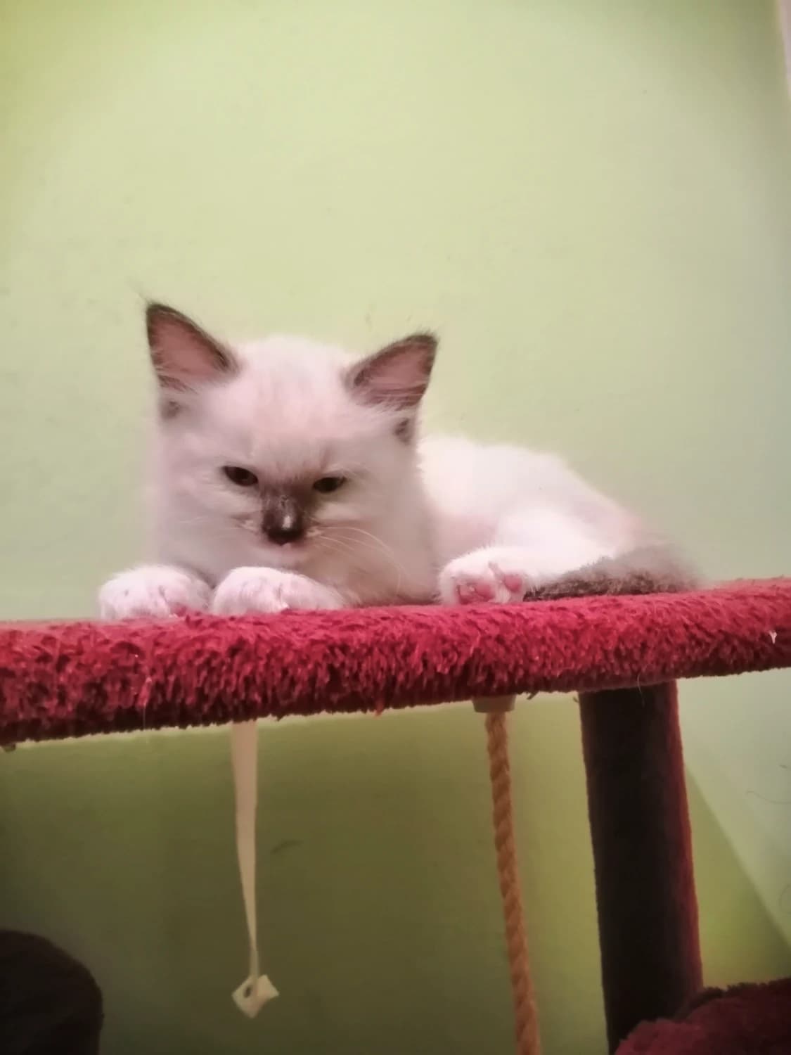 ragdoll-maciatka