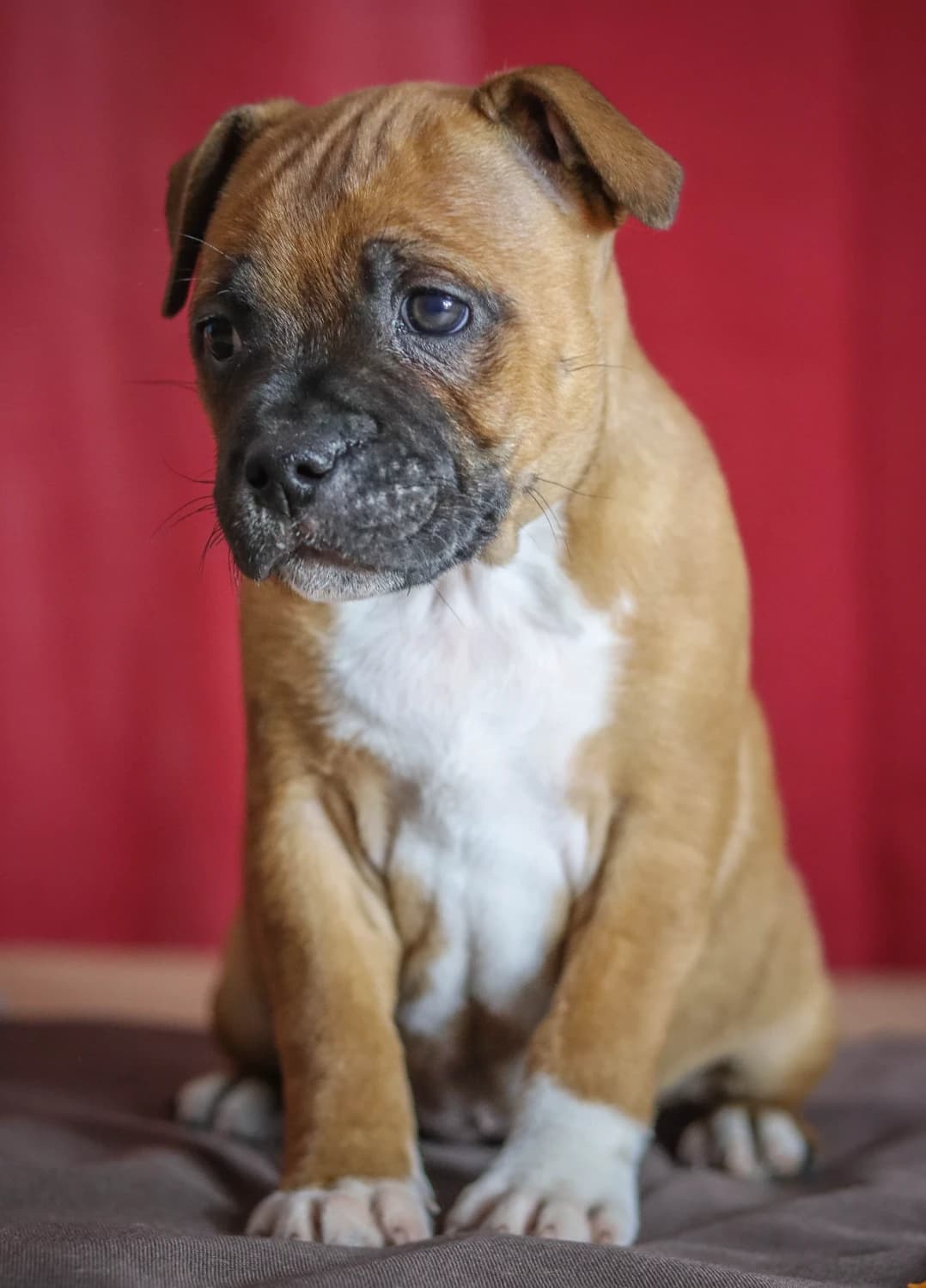 stafordsirsky-bulterier-s-pp