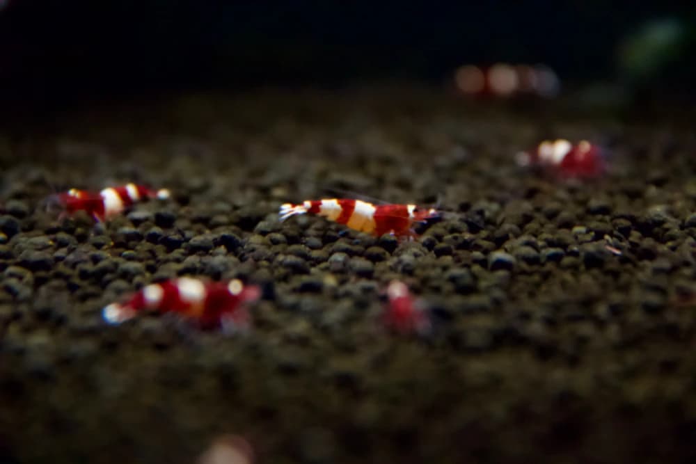 caridina