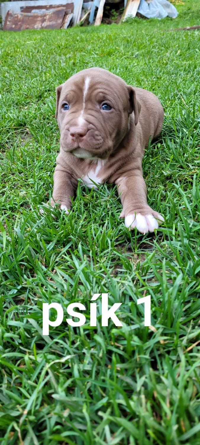 steniatka-americky-pitbullterier-s-pp