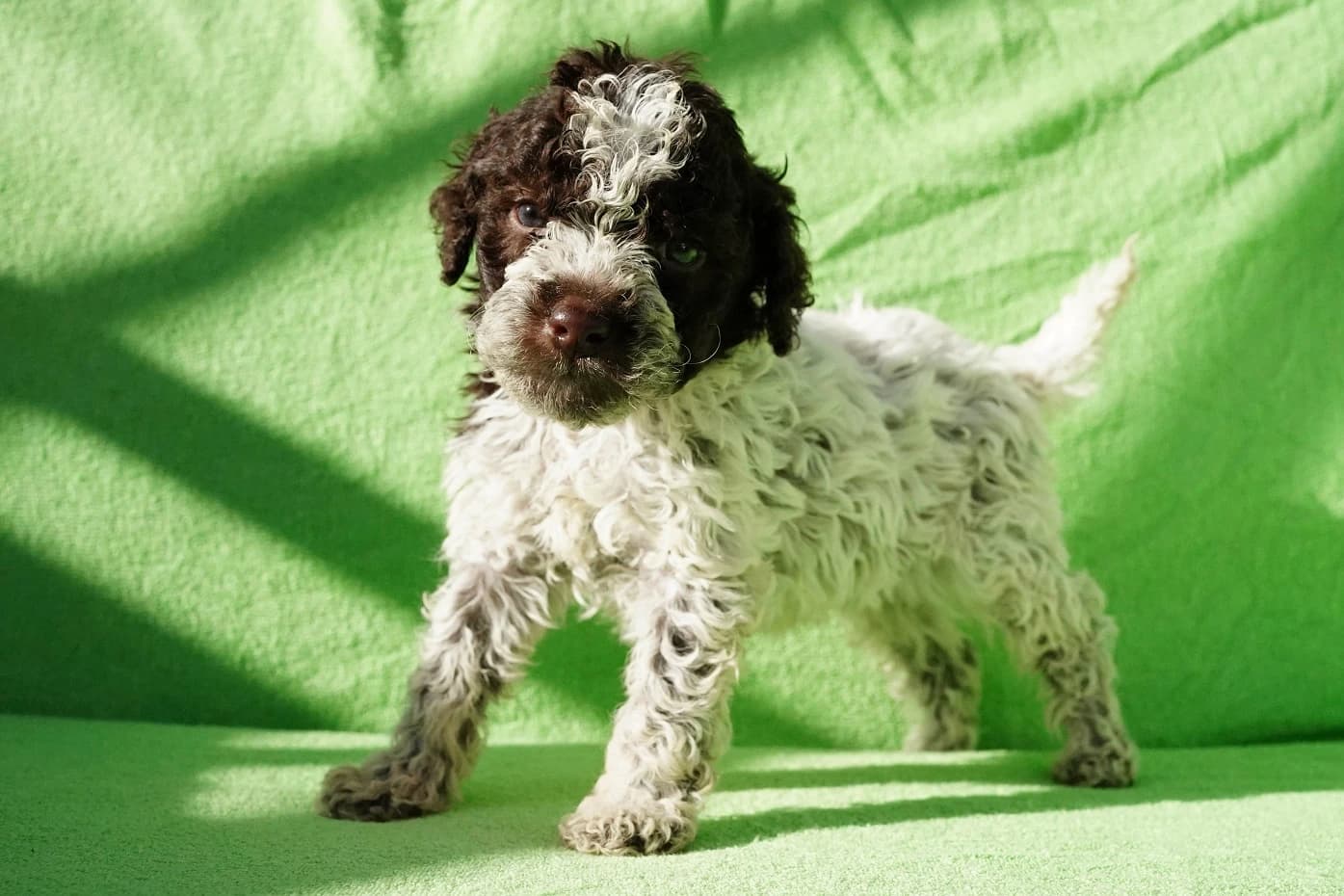 lagotto-romagnolo-stenata-s-pp