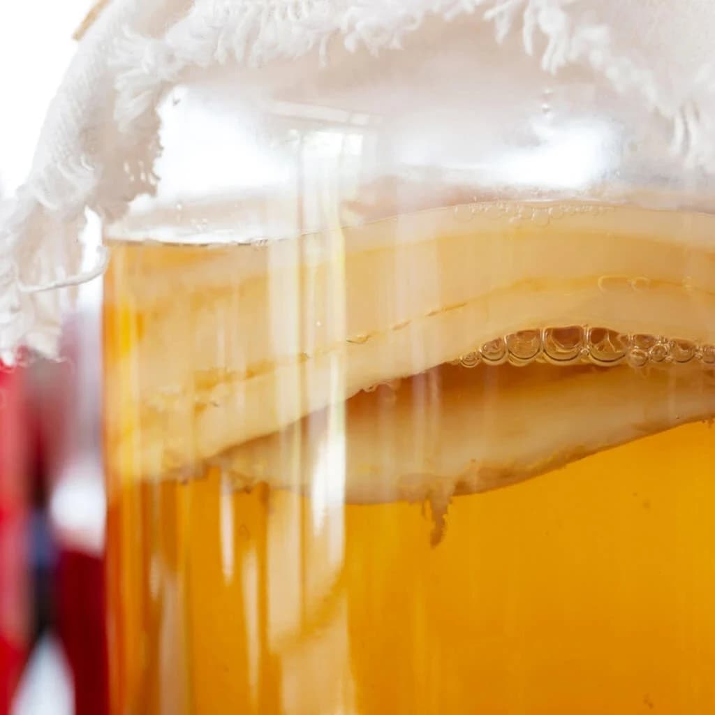 kombucha-nasada