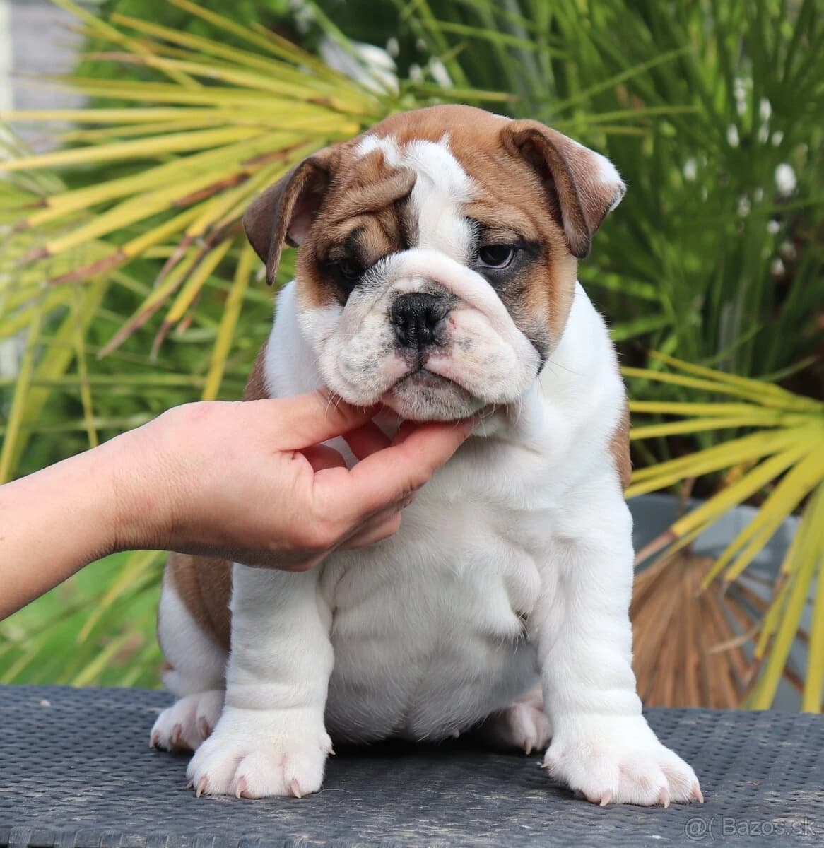 anglicky-bulldog-s-pp