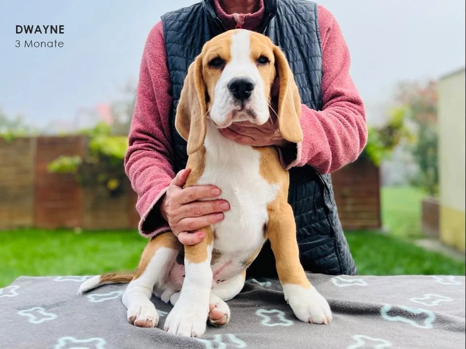 bigl-steniatka-beagle