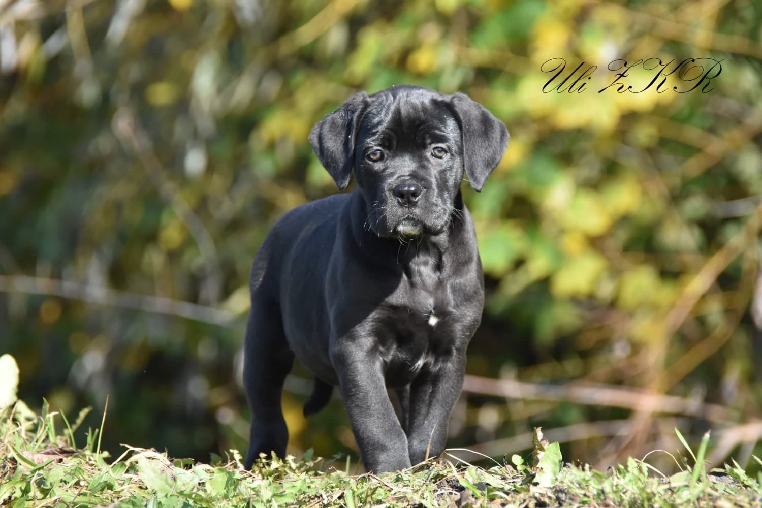 cane-corso-stenata-s-pp