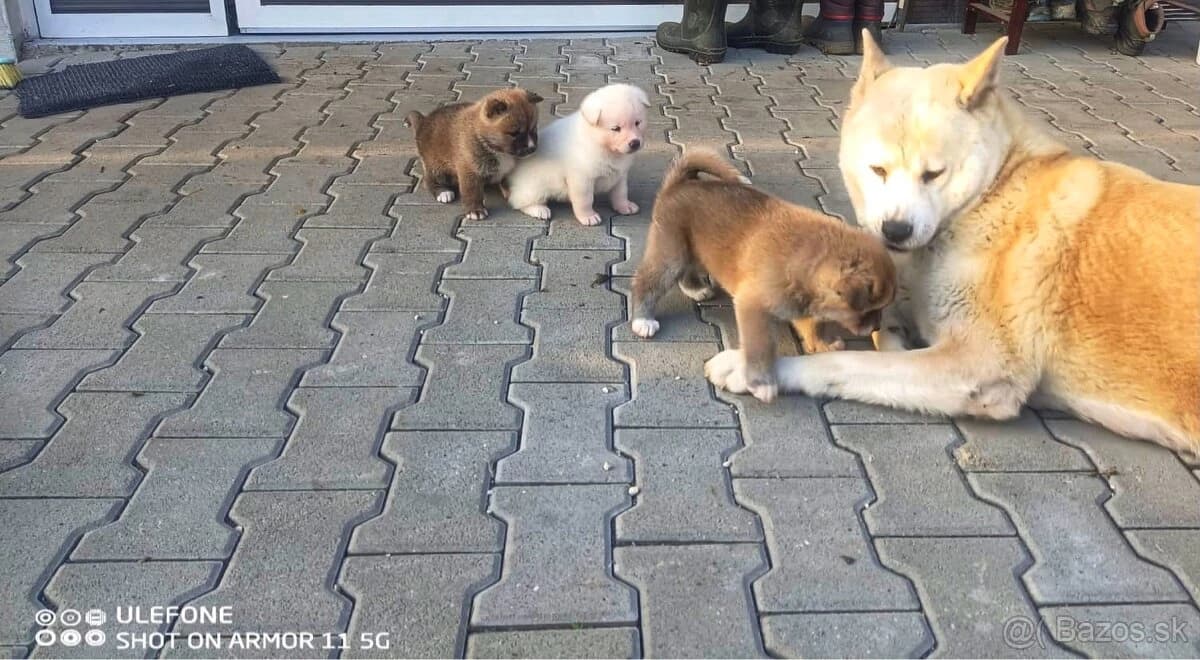 cistokrvne-steniatka-akita-inu-bez-pp