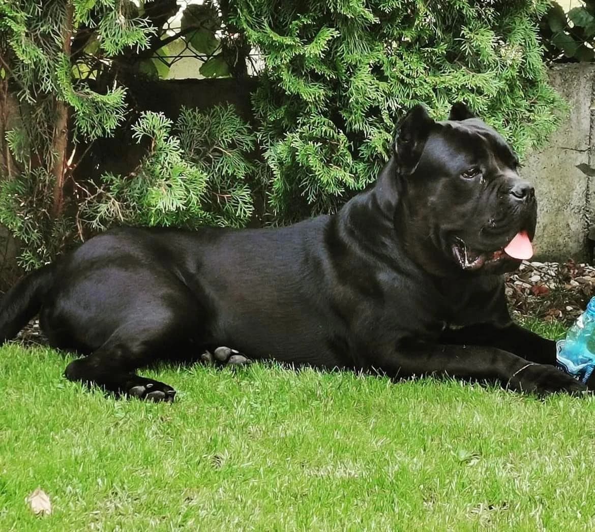 cane-corso
