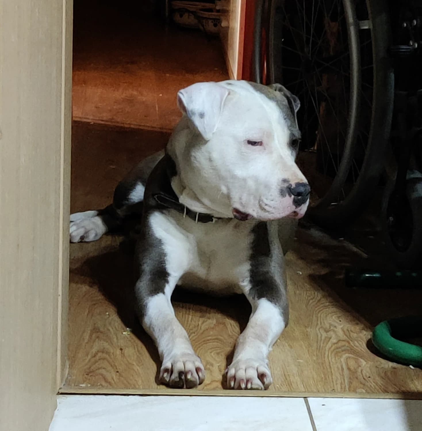 staffordsirsky-terier