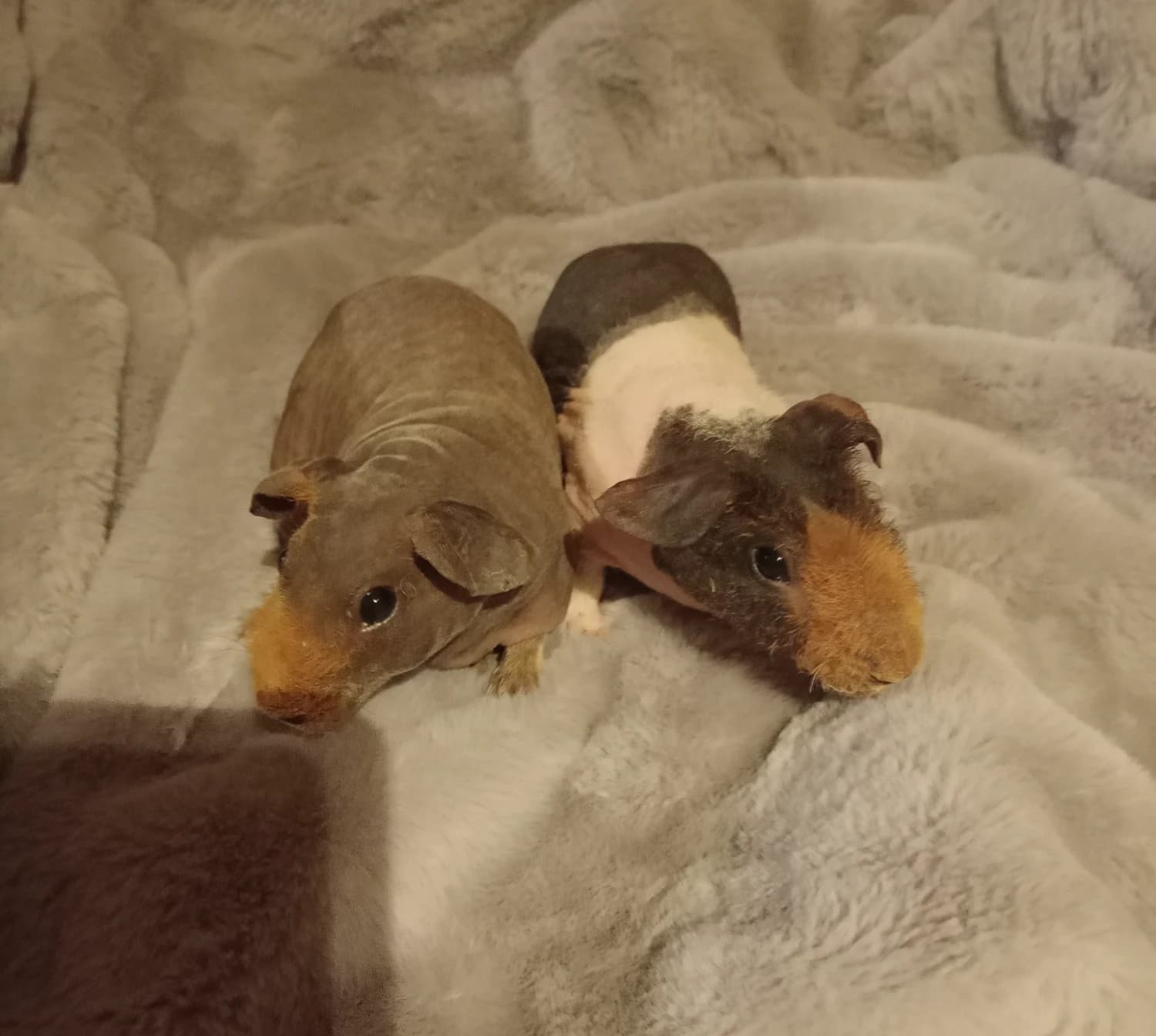 skinny-morciatka