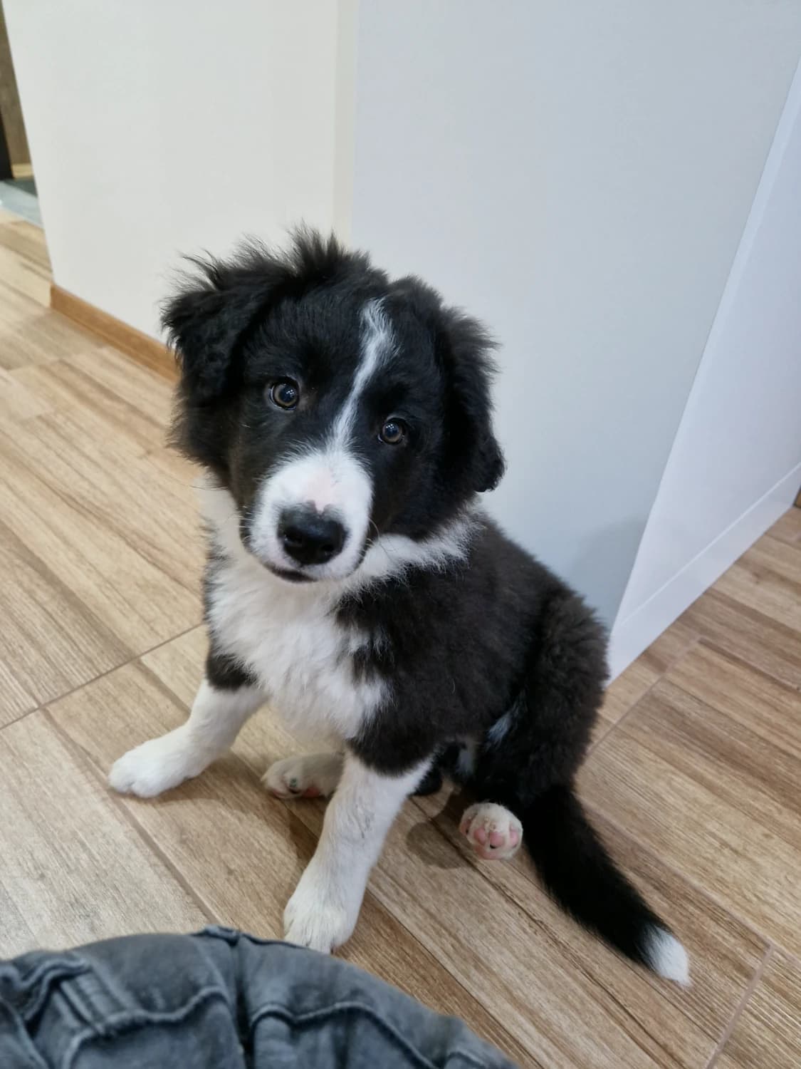 steniatko-border-kolie