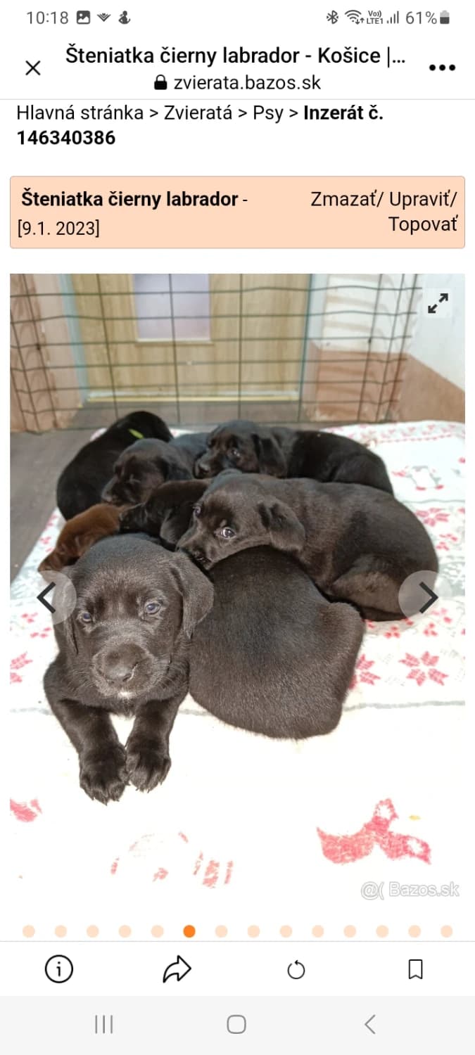 labrador-steniatka