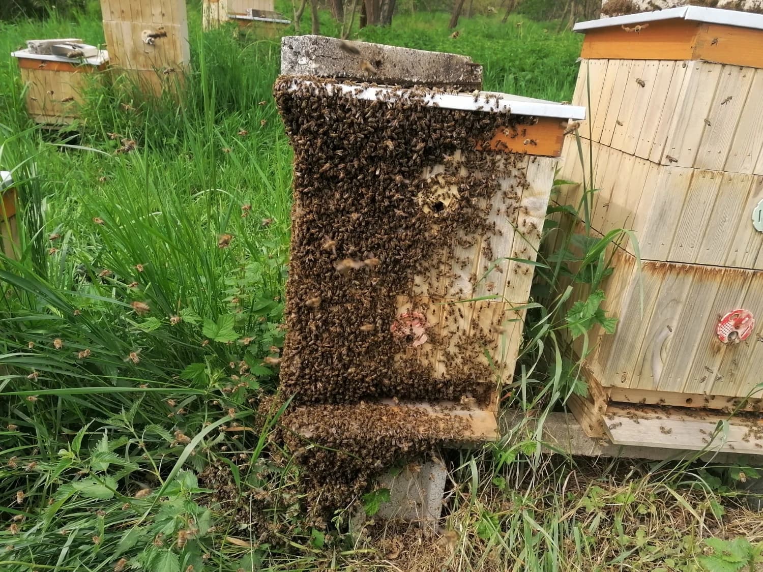 slnecnicovy-vceli-med-priamo-od-vcelara