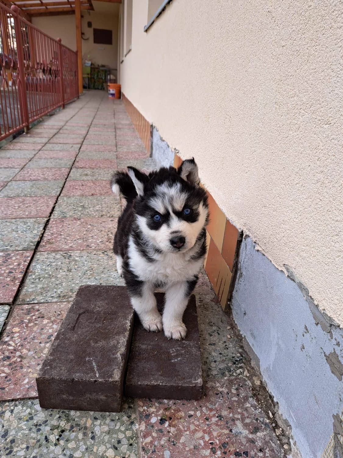 sibirsky-husky-steniatka