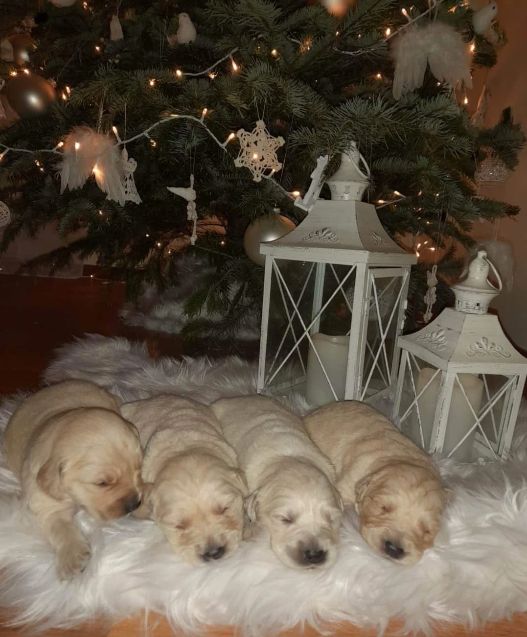 Zlatý retriever - 1