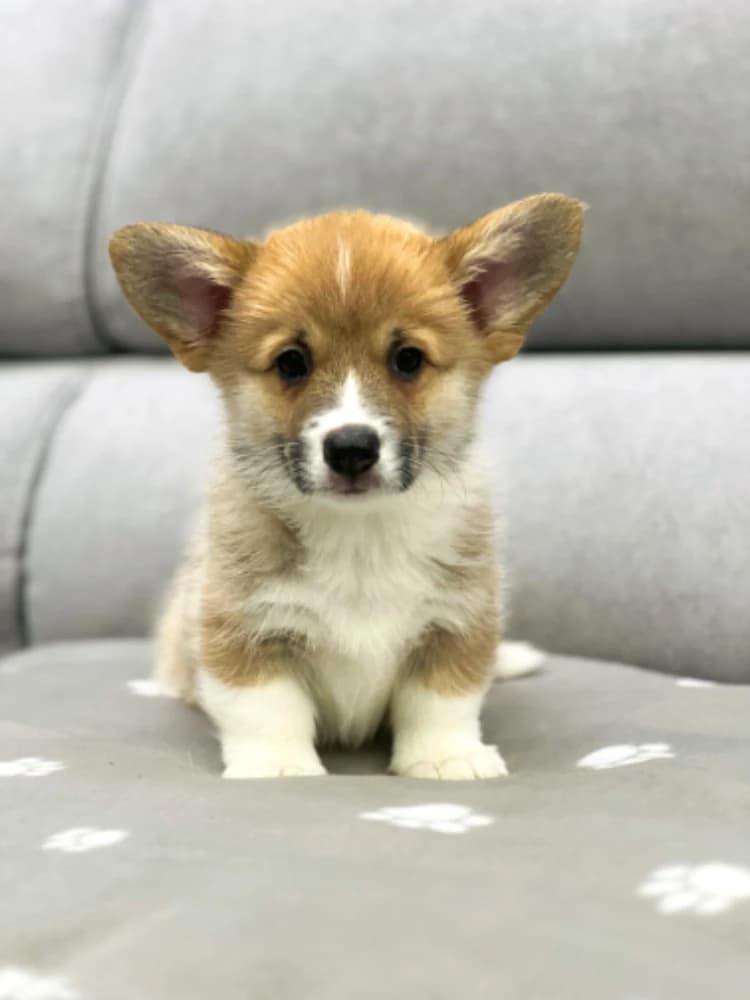welsh-corgi-pembroke-cervene-fenky-s-pp