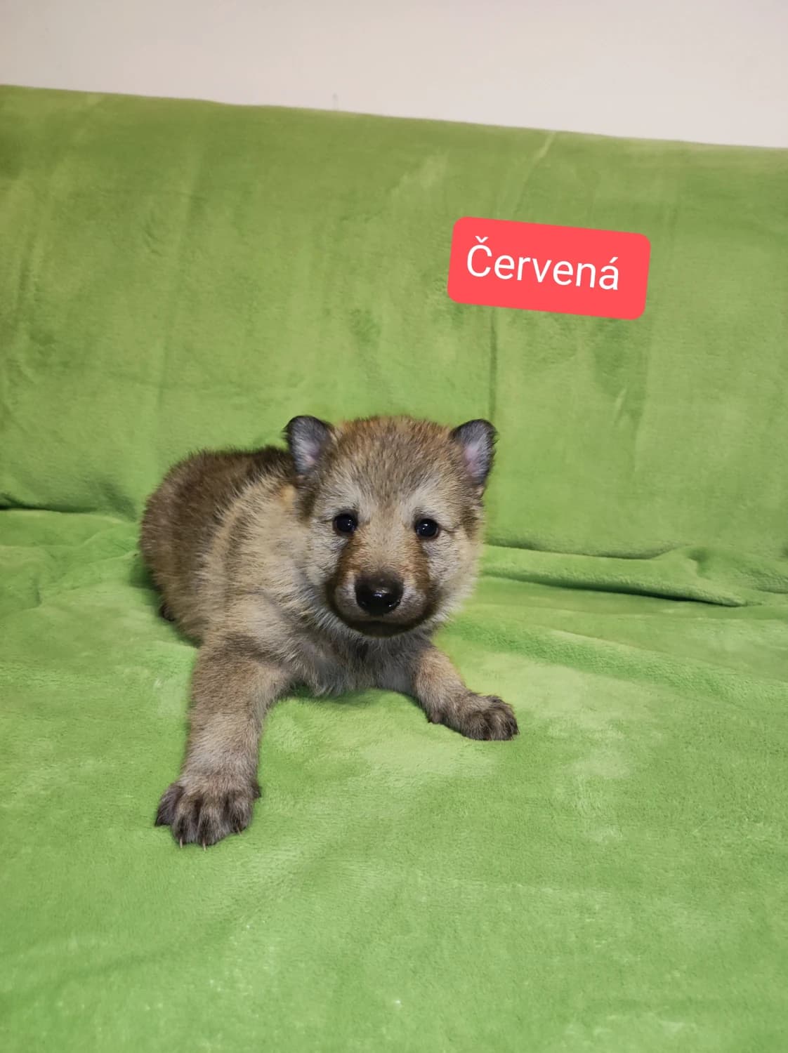 ceskoslovensky-vlciak-steniatka-s-pp