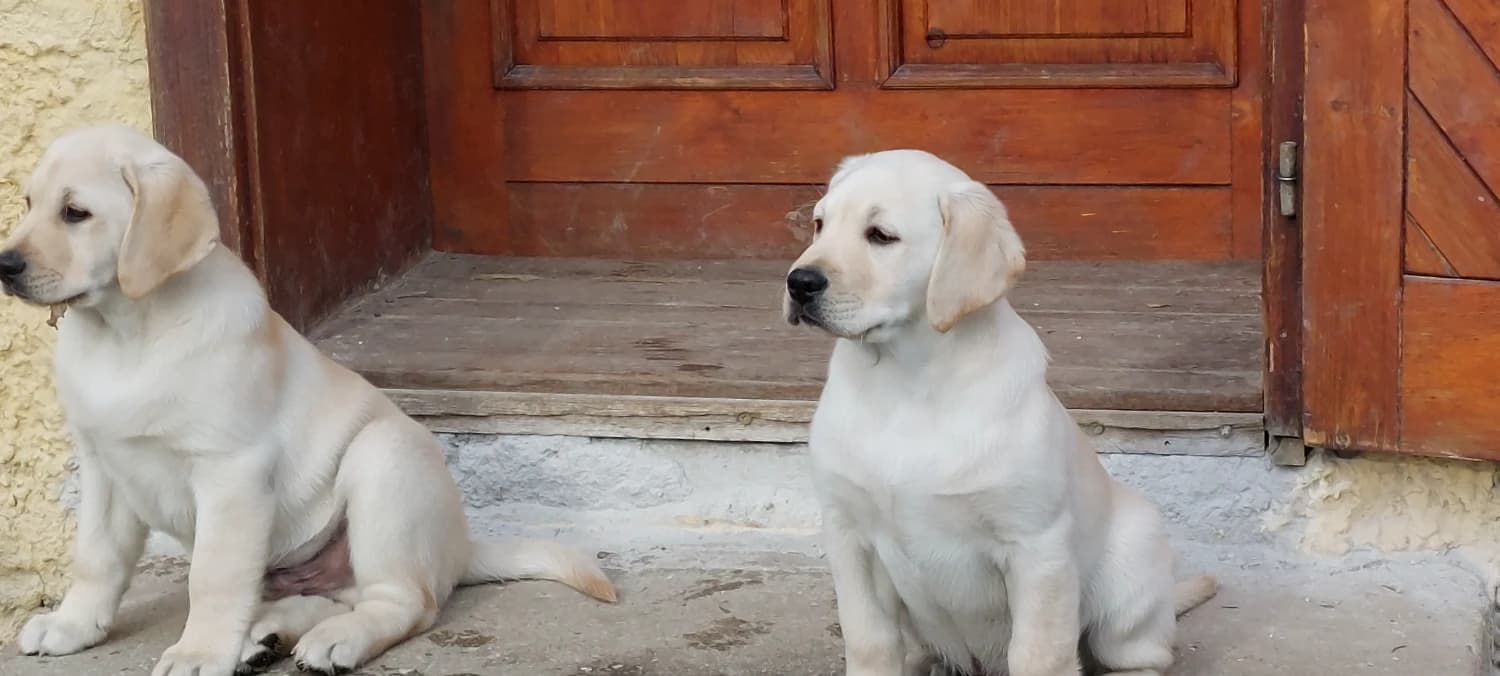 steniatka-labrador-retrievera-s-pp