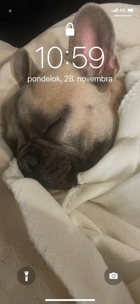 krytie-francuzskeho-buldocka