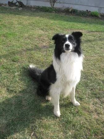 borderska-kolia-steniatka