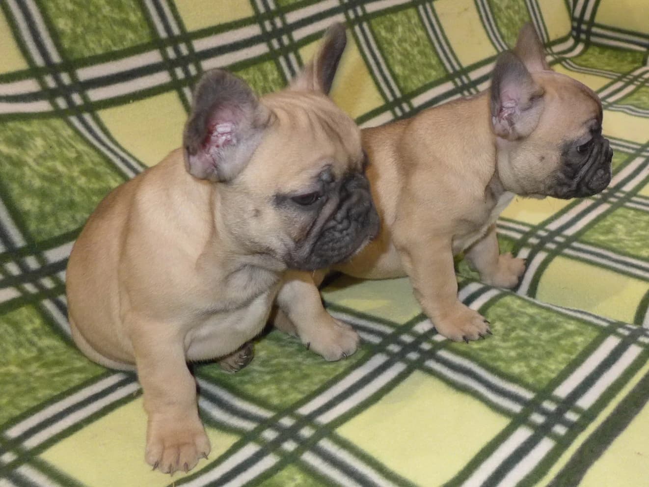 francuzsky-buldocek-s-pp