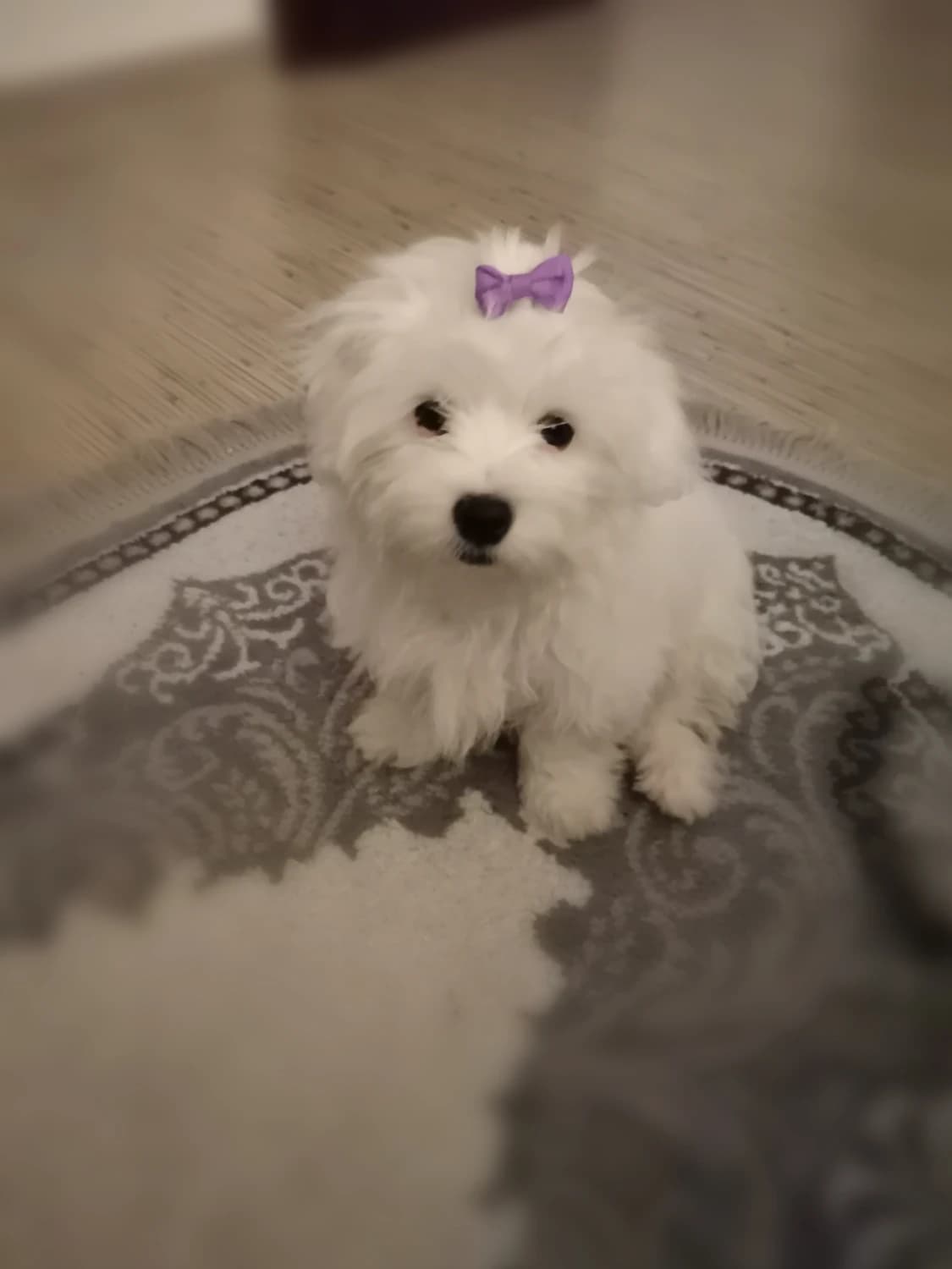 maltezak-fenka-minnie