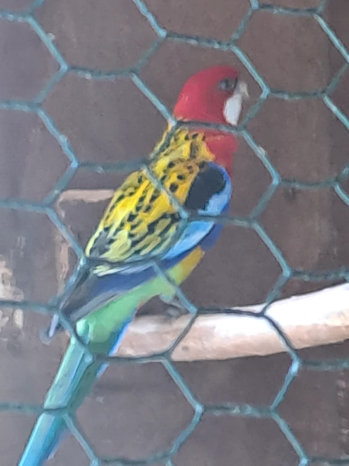 predaj